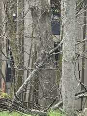 Sciurus carolinensis