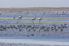 Phoenicopterus roseus