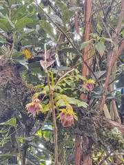 Epidendrum megalospathum