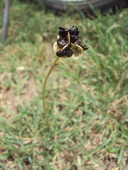 Zephyranthes tubispatha