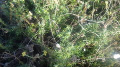 Helichrysum stoechas stoechas