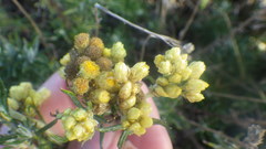 Helichrysum stoechas stoechas