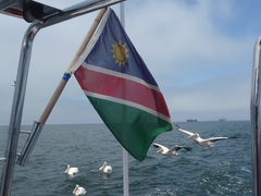 Pelecanus onocrotalus