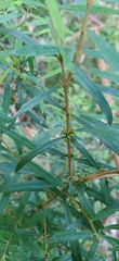 Pimelea axiflora