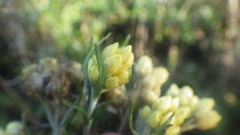 Helichrysum stoechas stoechas