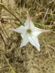 Nicotiana repanda