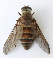 Esenbeckia delta
