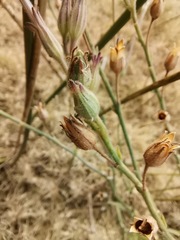 Nicotiana repanda