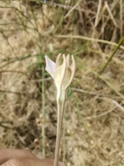 Nicotiana repanda