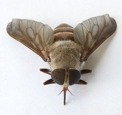Esenbeckia delta