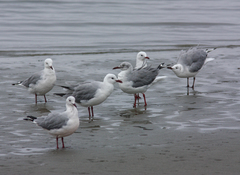 Chroicocephalus cirrocephalus