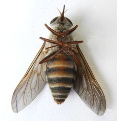 Esenbeckia delta