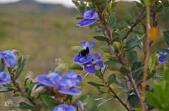 Periandra mediterranea