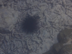 Stomopneustes variolaris