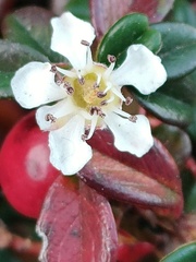 Cotoneaster dammeri
