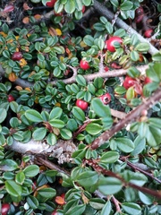 Cotoneaster dammeri