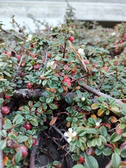 Cotoneaster dammeri