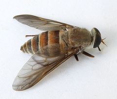 Esenbeckia delta