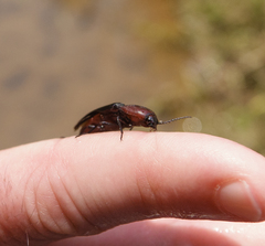 Parallelostethus attenuatus