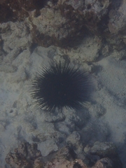 Stomopneustes variolaris