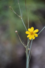 Thelesperma simplicifolium