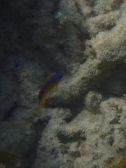 Chrysiptera brownriggii