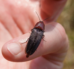 Parallelostethus attenuatus