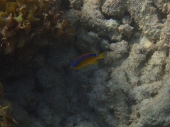 Chrysiptera brownriggii