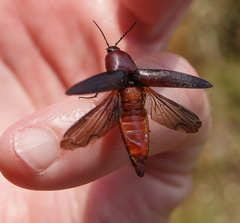 Parallelostethus attenuatus