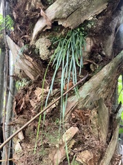 Vittaria lineata image