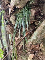 Vittaria lineata image