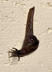 Fastosarion griseolus