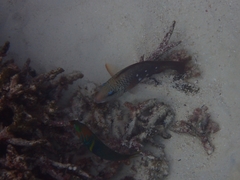 Thalassoma hebraicum