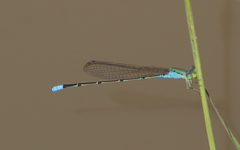 Pseudagrion glaucescens
