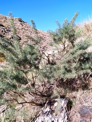 Adenocarpus decorticans