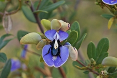 Periandra mediterranea