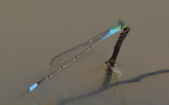 Pseudagrion glaucescens