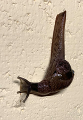 Fastosarion griseolus