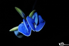 Periandra mediterranea