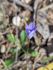 Wahlenbergia stricta stricta