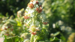 Reseda odorata