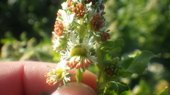 Reseda odorata