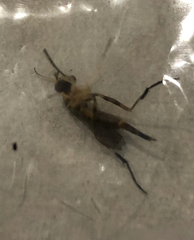 Stylogaster biannulata