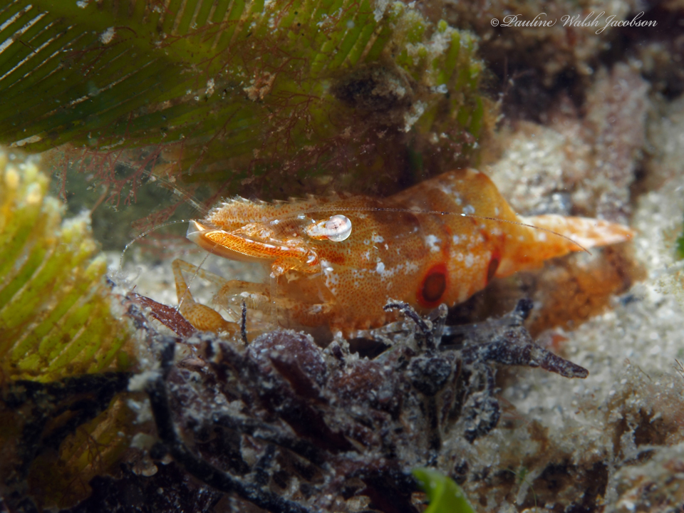 brown grass shrimp