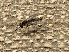 Stylogaster biannulata