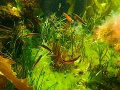 Trachinops caudimaculatus