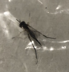 Stylogaster biannulata