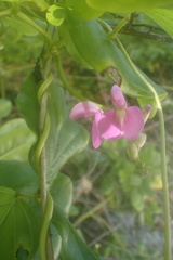 Canavalia cathartica