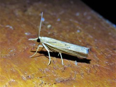 Fissicrambus profanellus