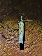 Fissicrambus profanellus